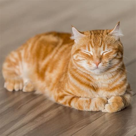 Beautiful ginger cat | Ginger cat | Orange cat | Natural light ...