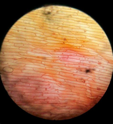 Onion Epidermal Cell Under Microscope Labeled at Jordan Judah blog