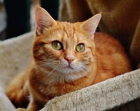 15 Fascinating Orange Tabby Cat Facts You'll Love To Learn - Catster