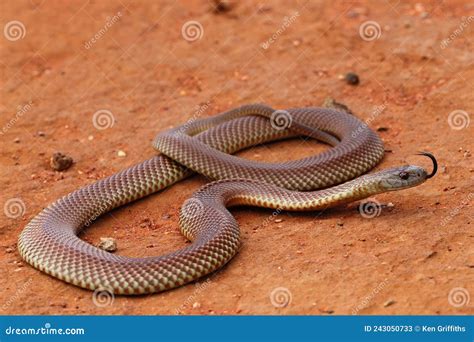 Mulga or King Brown Snake stock image. Image of pseudechis - 243050733