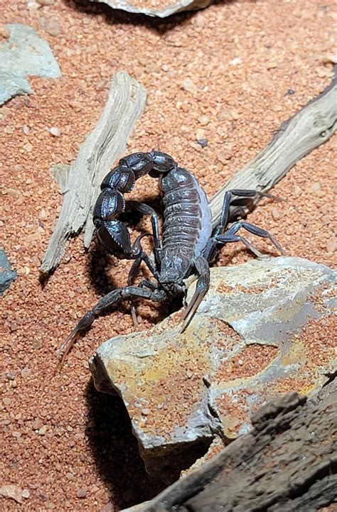 The newest addition to my household. Meet Bellatrix. Androctonus Bicolor : r/Scorpions