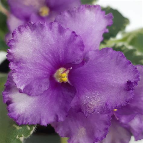 Penny Lover – bloomlovers.com