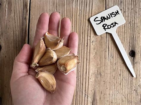Spanish Roja garlic's alluring qualities 🍃🍴 From garden to gourmet