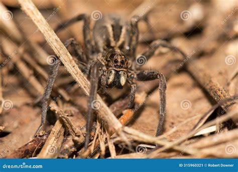 Wolf Spider stock image. Image of face, predatory, spider - 315960321