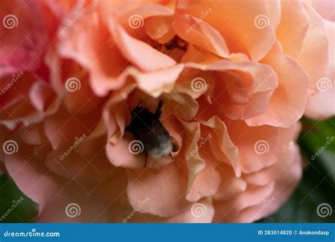 Splendid Huge Royal Double Pink-yellow Color Rose with Bumblebee ...