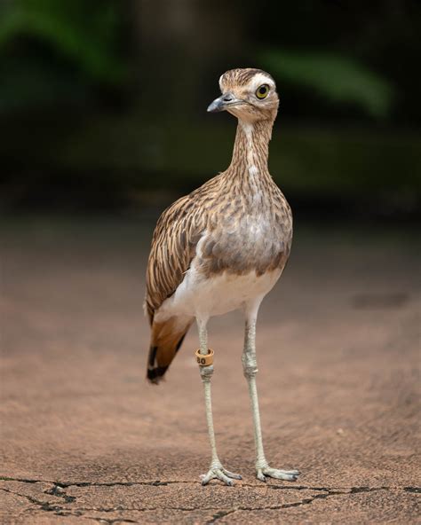 Jacksonville Zoo and Gardens | While we loved giving you a new glimpse ...