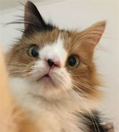 Pictures Of Cats With Down Syndrome