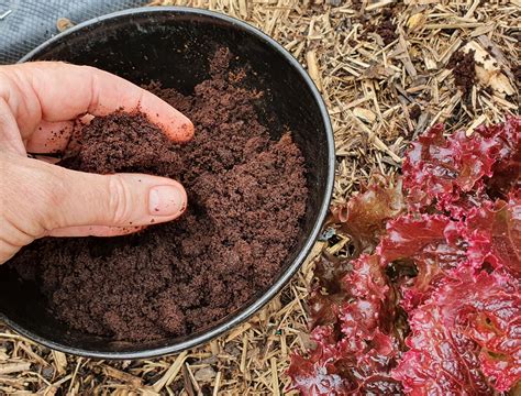 Are Coffee Grounds Good For Lettuce Plants? A Gardener’s Guide