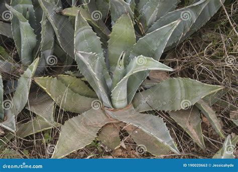 Maguey agave plant stock image. Image of aloe, plant - 190020663