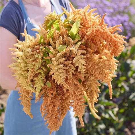 Amaranthus Seeds - Autumn's Touch | Flower Seeds | Eden Brothers