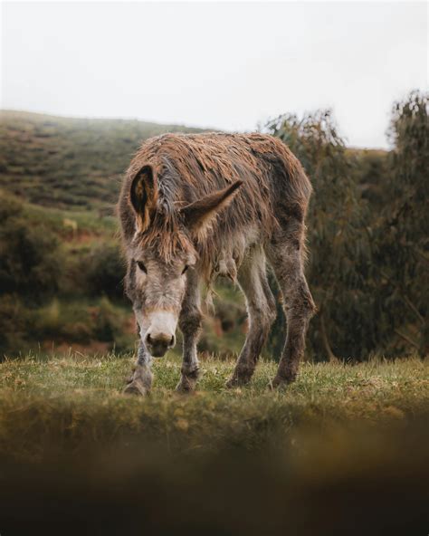 Indian.Big+Ass Photos, Download The BEST Free Indian.Big+Ass Stock Photos & HD Images