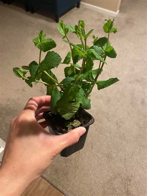 Mint tree gone wrong? Smells like onions 🧅 : r/gardening