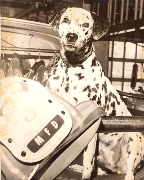 Why Are Dalmatians Used As Fire Dogs