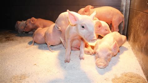 Exudative Epidermitis in Piglets – Causes, Symptoms & Prevention