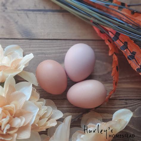 Rhode Island Red Hatching Eggs - Huxley's Homestead