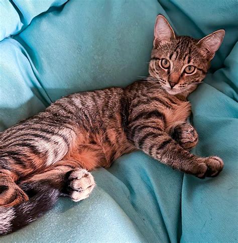 Classic Tabby Bengal Mix