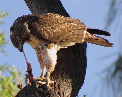 Red Tailed Hawk Eating