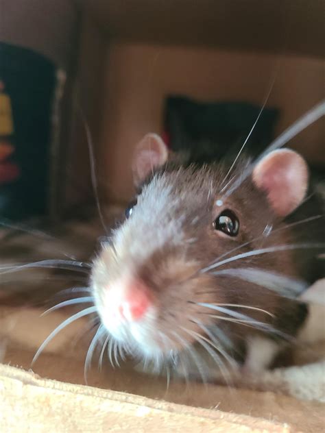 How frequently can we give a 2 year old rat (male) a whole hard boiled ...