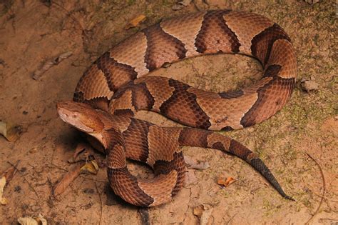 Looks Like Copperhead