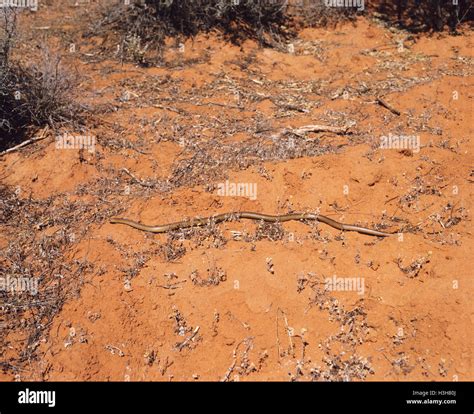 King brown snake hi-res stock photography and images - Alamy