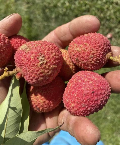 Sweetheart Lychee Grow Guide - Tropical Tree Guide