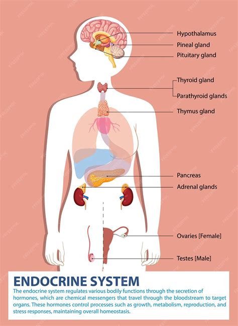 Diagrama del sistema endocrino humano | Vector Gratis