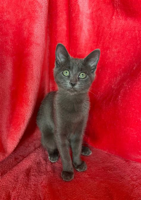Binx is adopted! | Happy Cats Haven