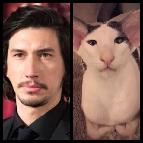 Adam Driver and twin cat. : r/funny