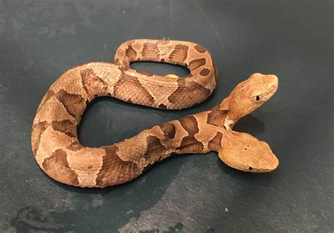 Rare two-headed copperhead snake found in Virginia - The Washington Post