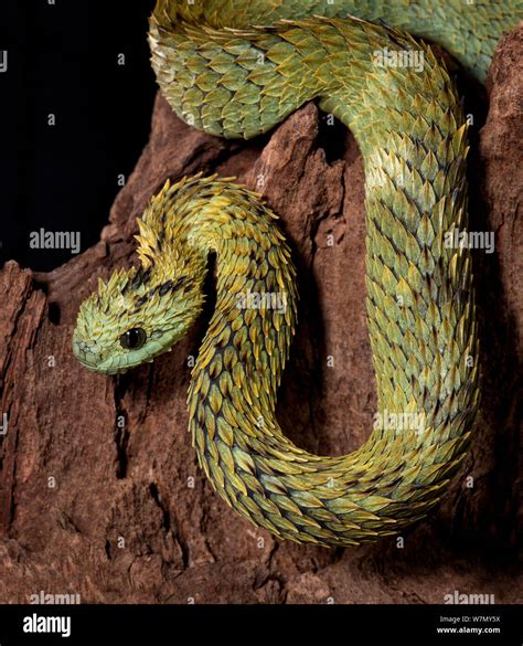 Hairy bush viper Banque de photographies et d'images à haute résolution ...
