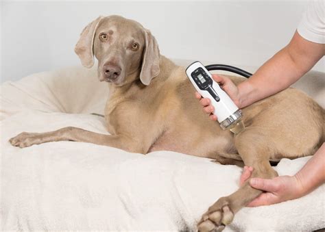 Veterinary Shockwave Technology | Vale Medical