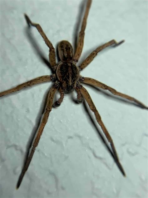 Download Gigantic Wolf Spider Crawling | Wallpapers.com