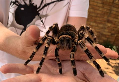Acanthoscurria geniculata (Brazilian Giant White Knee) | Gazza's Tarantulas