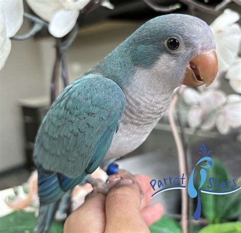 Baby Blue Quaker Parrot Available at Parrot Stars!