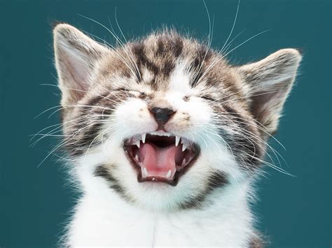 Why Would A Cat Lick Its Fur Off | Detroit Chinatown