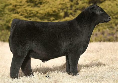 2024 Sire Directory by American Maine-Anjou Association - Issuu