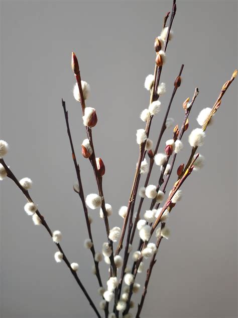 Pussy willow stems dried - Salix bunch UK - Buy dried flowers