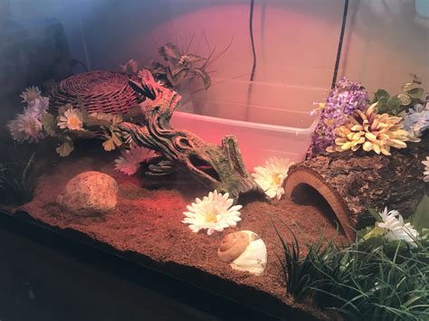 Creating the Perfect Ball Python Habitat