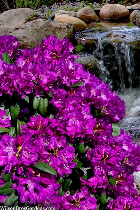 Purple Passion Porn Videos