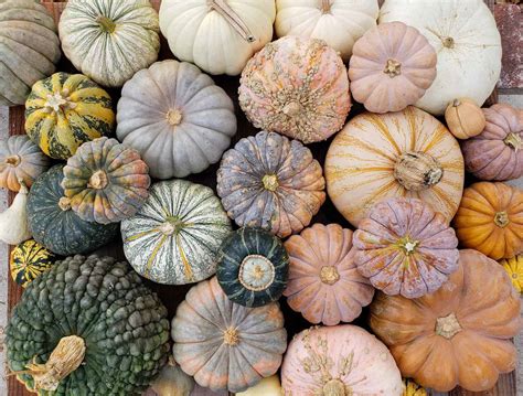 28 Best Winter Squash and Pumpkin Varieties to Grow ~ Homestead and Chill