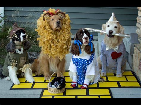 Pin by CMayne on Wizard of Oz Everythng... Quotes, Pictures, parties etc | Cute dog costumes ...