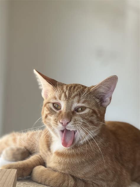 My 5 month old cat Larry : r/gingercats
