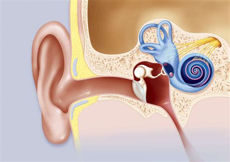 Cochlea: Anatomy, Function, and Treatment