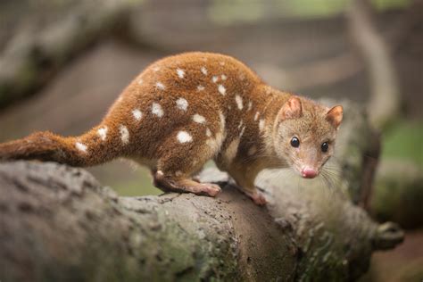 Wildlife Queensland Australia