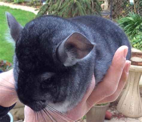 Edgehill Chinchillas – Chinchilla Breeder West Midlands