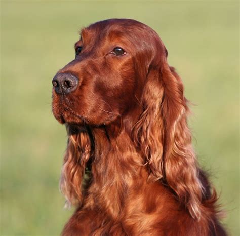 Irish Setter Dog Breed Information And Pictures Irish Red And White