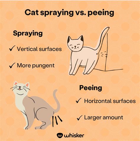 Why Do Cats Spray? | Cat Spraying vs Peeing