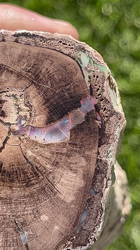 Opalized petrified wood from virgin valley Nevada. : r/Opals
