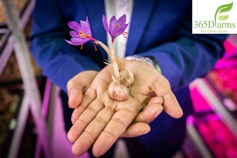 Saffron Bulbs For Sale South Africa at Ryan Henderson blog