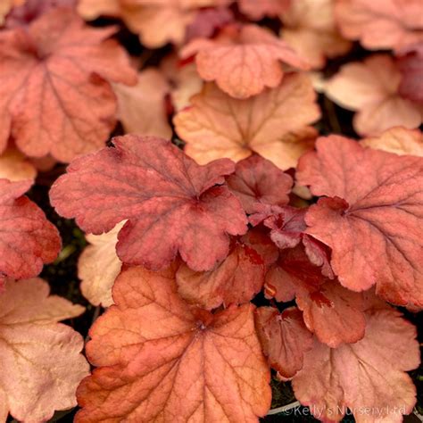 Heuchera 'Fire Alarm' 3L - Kelly's Nursery